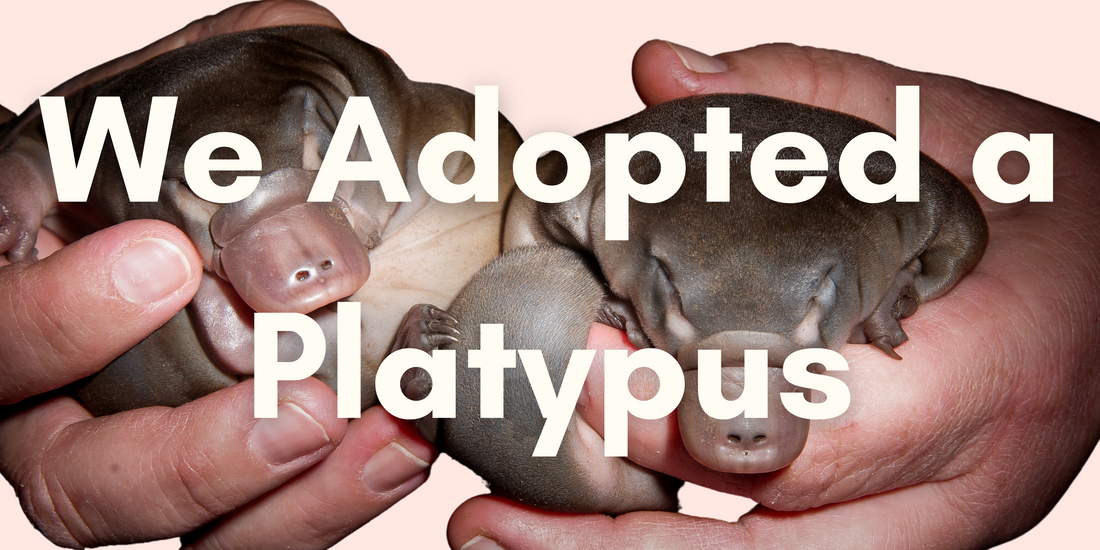 We Adopted a Platypus!