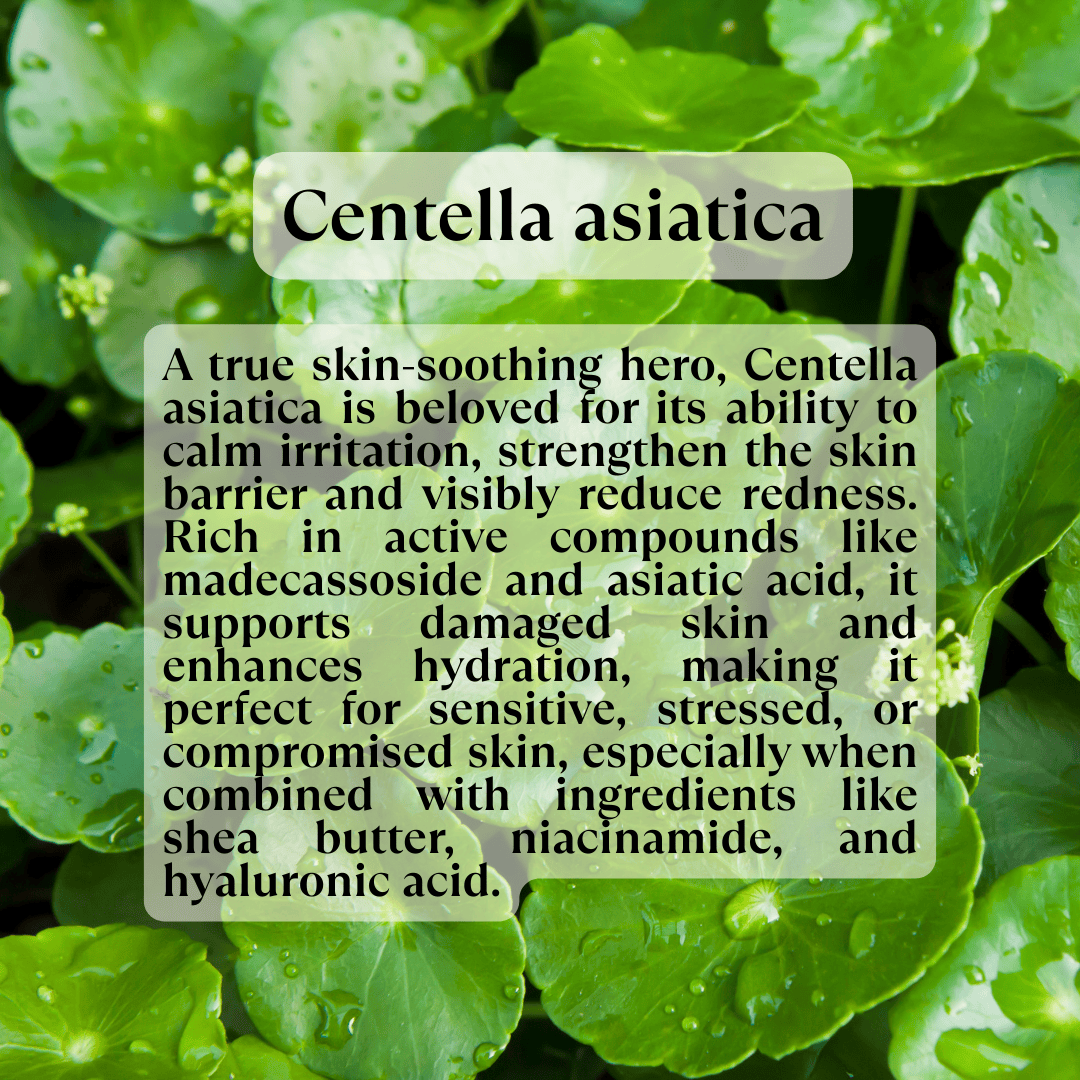 Centella Asiatica